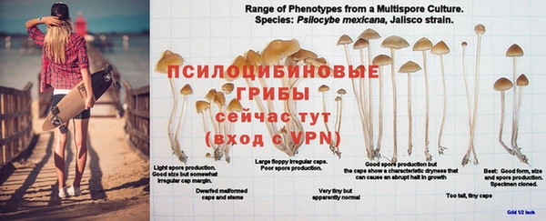 a pvp Аркадак